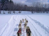 Our dogs crossing a frozen river