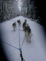 Our first snow run - with the rig and an 8 dog team