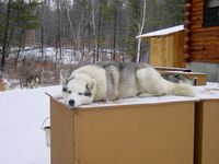 Vader relaxes on a snowy dogbox