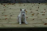 Tasker on the deck at 8 weeks