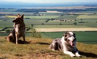 Tasmin - queen of the kennel,   Merlin, my true companion and working dog.