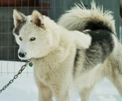 This could be THE publicity shot of our kennel, Trey's head with a dusting of snow