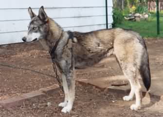 Chatanikas Queenie, as a yearling and starting to lose her coat