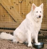 Theo - the king of our kennel.