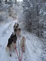 10 dog team running in the Highlands of Scotland