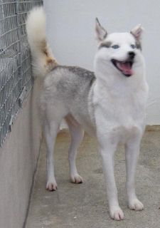 Vader looking very clean at the quarantine kennels, July 2002