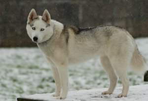 Wink in some snow in Scotland